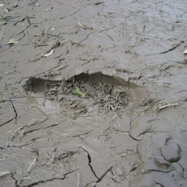 Mud deposits during Brisbane flood