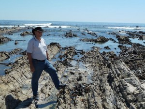 Outcrop of the Malmesbury Group on the coast at Sea Point, south of Cape Town. The beds are tipped on end and shaved off. They dip steeply to the north and the exposed edges of the beds run into the distance. They are strewn with kelp from the ocean. 