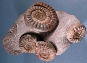 Ammonites from Jurassic rocks on Antrim Coast, Northern Ireland. Photo nmni.com