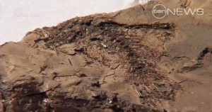 Fish fossil recovered at Geebung. It's state of preservation suggests it had been dead for a while before it was buried, consistent with late-Flood burial.