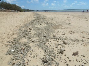 Pumice along beach at Hervey Bay, Queensland