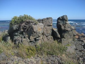 Outcrop of Cambrian greenstone near Watt Point, Phillip Island