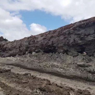 Giant kauri tree unearthed in New Zealand was ripped up and buried by Noah’s Flood